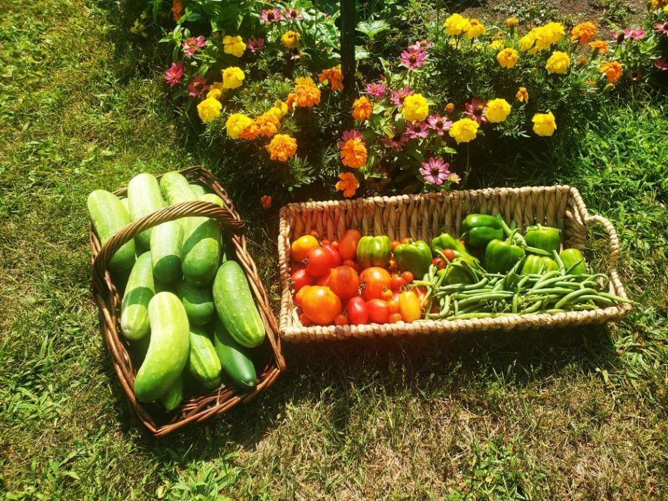 HRC Harvest for Stepping Stone