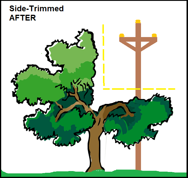 Tree is trimmed into the shape of the letter L, so no lines touch the tree or branches on that side.